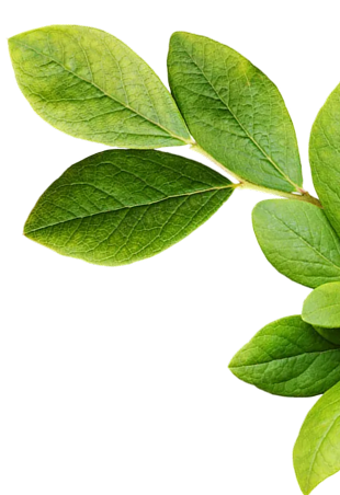 Leaf Design