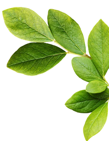 Leaf Design