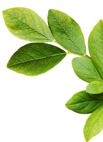 Leaf Design