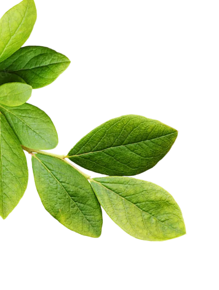 Leaf Design